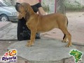 In Memorian - Fila Brasileiro Dourado - Canil Singular - Fisher